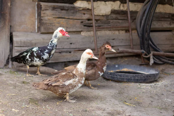 农家庭院里的一群家鸭要去喂食 — 图库照片