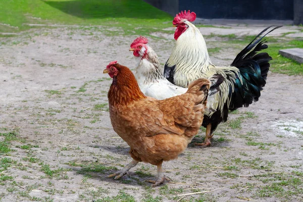 母鸡和一只公鸡在院子里 农村的家禽养殖 — 图库照片