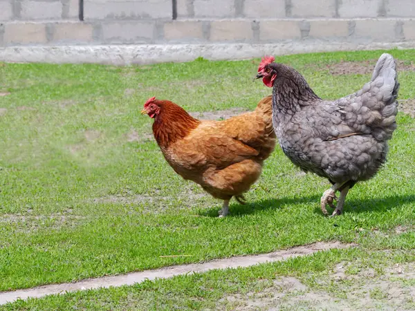 茶色と灰色の鶏が中庭を歩いている 田舎の養鶏場 — ストック写真