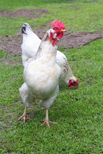 院子里有一只白公鸡和一只母鸡 农村的家禽养殖 — 图库照片