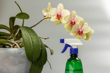 Sarı orkide çiçeği ve gri arka planda su püskürtücü..