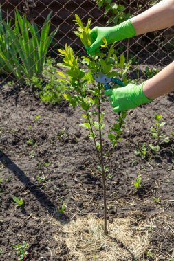 Dişi çiftçi bahçeyle ilgileniyor. Meyve ağaçlarının budanması. Eldivenli kadın, elma ağacının budama makasıyla. Bahçe araçları.