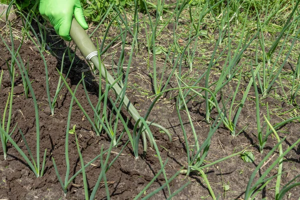 Rolnik Rękawiczkach Poluzowuje Glebę Wokół Zielonej Cebuli Używając Małych Zgrabiarek — Zdjęcie stockowe