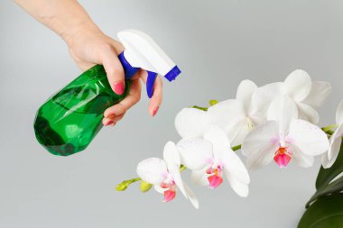 Gri arka planda beyaz orkide çiçekli spreyli kadın..