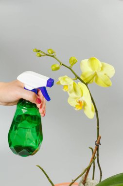 Ev bitkileriyle ilgilenen ve sarı falanopsis orkidesini sprey şişesinden suyla spreyleyen bir kadın. Ev işleri ve çiçek yetiştirme kavramı..