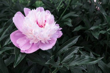 Arka planda yeşil yapraklar olan bir sapta mor şakayık tomurcuğu. Sığ alan derinliği.