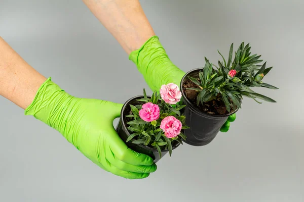 Woman in gloves with pink carnation flowers in the pot on the gray background.