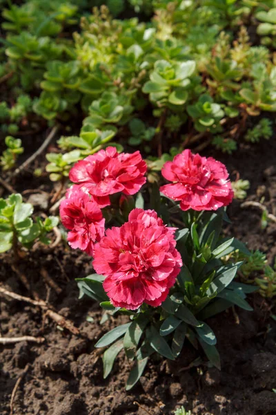 Red carnations growing on the garden bed. Flower bed organization.