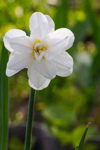 Narcissus Flower Beautiful White Daffodil Flower Growing Garden Green Natural — Stock Photo, Image