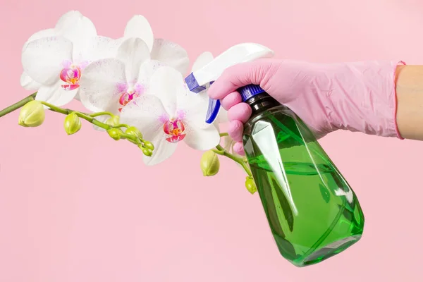 stock image Woman with a sprayer and white orchid flower on the pink background.
