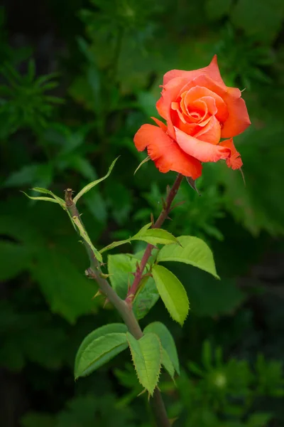 Bush Una Rosa Roja Que Crece Jardín Profundidad Superficial Del — Foto de Stock
