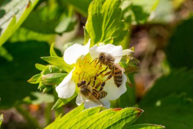 Beyaz bir çiçeğin üzerinde oturan arılarla çiçekli bir çilek çalısı. Bahçede böğürtlen yetiştiriyorum..