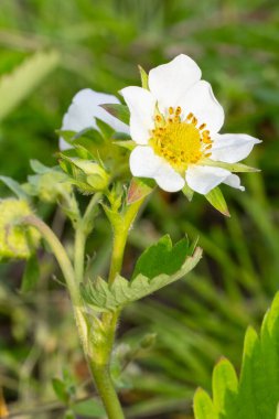 Baharda bahçede çiçek açan bir çilek çalısı yakın plan. Yüzeyin derinliği. Çilek çiçeğine odaklan.