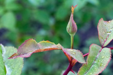 Bulanık doğal arka planda yaprakları olan bir saptaki gül tomurcuğunun yakın görüntüsü. Sığ alan derinliği.