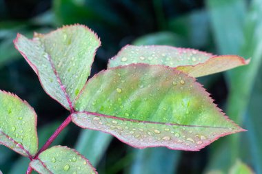 Güneşli bir günde çalıların üzerinde su damlaları olan gül yapraklarının yakın görüntüsü. Sığ alan derinliği.