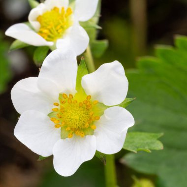 Baharda bahçede çiçek açan bir çilek çalısı yakın plan. Yüzeyin derinliği. Çilek çiçeğine odaklan.