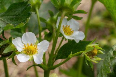 Baharda bahçede çiçek açan bir çilek çalısı yakın plan. Yüzeyin derinliği. Çilek çiçeğine odaklan.