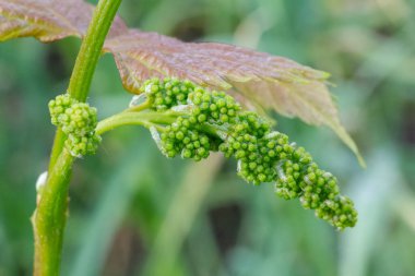 Bahar zamanı üzüm bağlarında çiçek açan genç şarap üzümleri. Çiçek açmadan önce bir demet üzüm. Sığ alan derinliği.