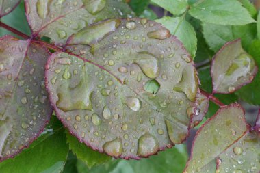 Güneşli bir günde çalıların üzerinde su damlaları olan gül yapraklarının yakın görüntüsü. Sığ alan derinliği.