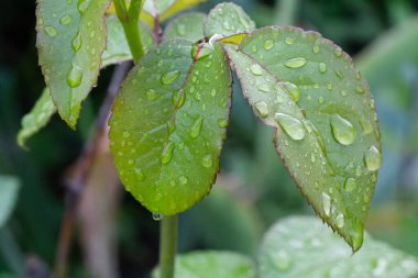 Güneşli bir günde çalıların üzerinde su damlaları olan gül yapraklarının yakın görüntüsü. Sığ alan derinliği.