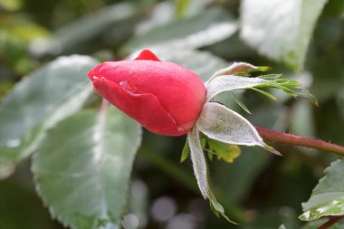 Sapında pembe bir gül tomurcuğu ve bulanık doğal arkaplanda yapraklar olan yakın plan görüntüsü. Sığ alan derinliği.