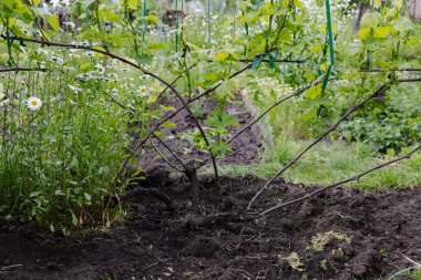 Baharda bahçede genç bir üzüm çalısı.