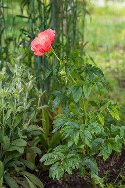 Arka planda bahçesi olan bir sapta pembe şakayık tomurcuğu. Sığ alan derinliği.