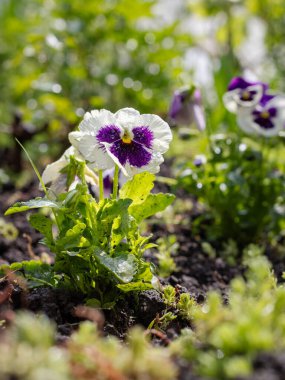 Çiçek tarhında büyüyen yakın çekim menekşeleri. Çiçeğe odaklan..
