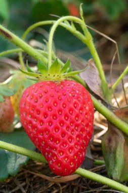Yakın plan. Bahçede yetişen olgun kırmızı bir çilek..