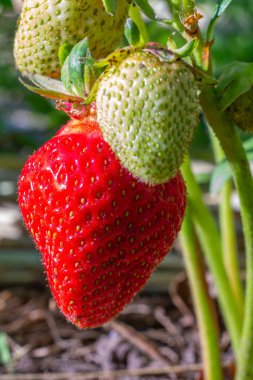 Yakın plan kırmızı olgun ve olgunlaşmamış çilekler bir yaz bahçesinde çalıların üzerinde..