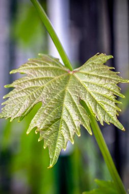 Arka planda bulanık bir çalılıkta genç yeşil bir üzüm yaprağını yakın plan. Sığ alan derinliği.