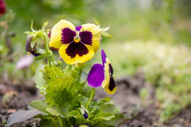 Çiçek tarlasında büyüyen bir viyola yakın plan. Çiçeğe odaklan..