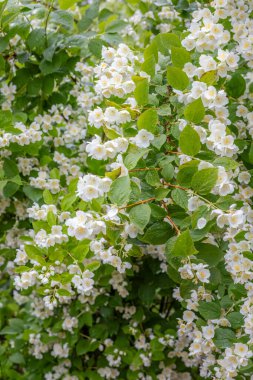 Çiçek açan yasemin çalısı Yazın yeşil yapraklarla.
