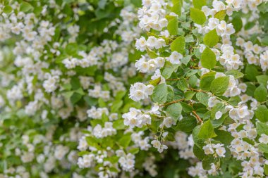 Çiçekli yasemin çalısı Yazın yeşil yapraklarla.