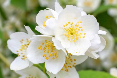 Güneşli bir günde çiçekli bir yasemin çalısı. Yasemin bitkisi bahçede. Sığ alan derinliği.
