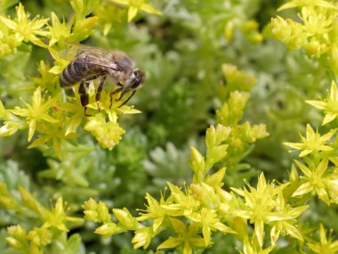 Çiçekten polen toplayan bir arı ile Sedum dönümü Aureum 'a yakın çekim. Bal bitkisi.