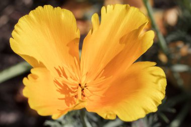 Güneşli bir günde bir bahçede Eschscholzia California tomurcuğu. Üst görünüm.