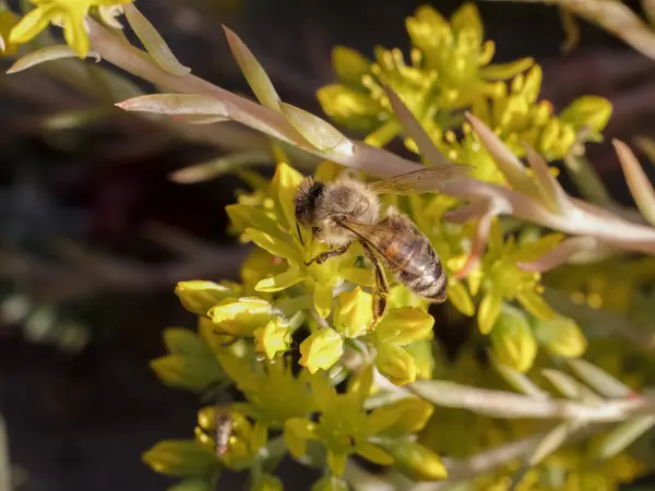 stock image Close-up blooming Sedum acre Aureum with a bee gathering pollen from a flower. Honey plant.