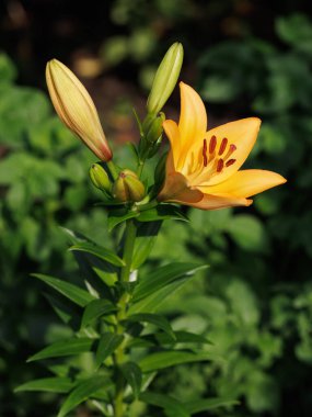 Yaz bahçesinde bulanık arkaplanı olan turuncu zambak çiçekleri. Sığ alan derinliği.