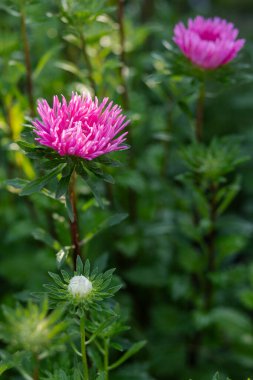 Bahçede büyüyen asterlerin yakın çekim başları. Sığ alan derinliği.