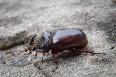 Doğal ortamdaki Avrupalı gergedan böceğinin yakın görüntüsü.