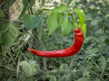 Bahçe yatağında kırmızı biber. Bahçede yetişen organik yiyecekler, kırmızı biberler veya kırmızı biberler..