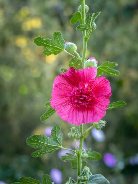 Bahçede açan pembe malva çiçeği. Çiçek bahçesindeki gülhatmi ya da Alcea çiçekli bitkiler.
