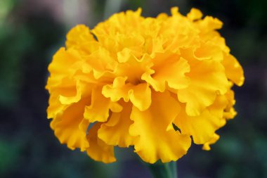 Tagetes in the garden with blurred green leaves in the background. Shallow depth of field. Top view.