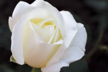 Koyu arkaplanı bulanık beyaz bir gül tomurcuğunun yakın görüntüsü. Sığ alan derinliği.