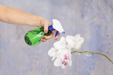 Gri arka planda plastik spreyli ve beyaz orkide çiçekli bir kadın eli..
