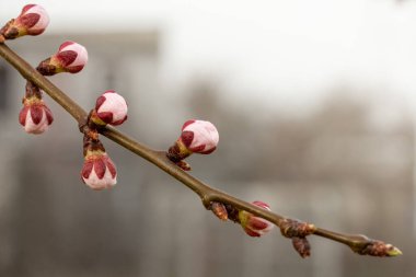 Arkaplanda pembe tomurcuklar olan bir kayısı ağacı dalı. Kayısı ağacı çiçek açmaya başlar..