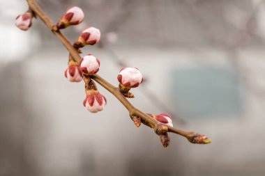 Kayısı ağacının dalında pembe tomurcuklar ve arka planda bir ev..
