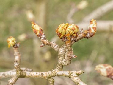 Bahar bahçesinde filizlenen yeşil sepalli bir armut ağacının yeni tomurcukları. Bulanık arkaplan.