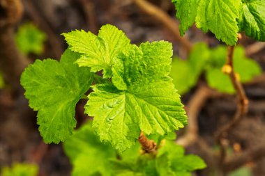 Güneşli bahar gününde üzümlü bir çalıda yeni yeşil yapraklar yetişiyor. Bulanık doğal arkaplan.